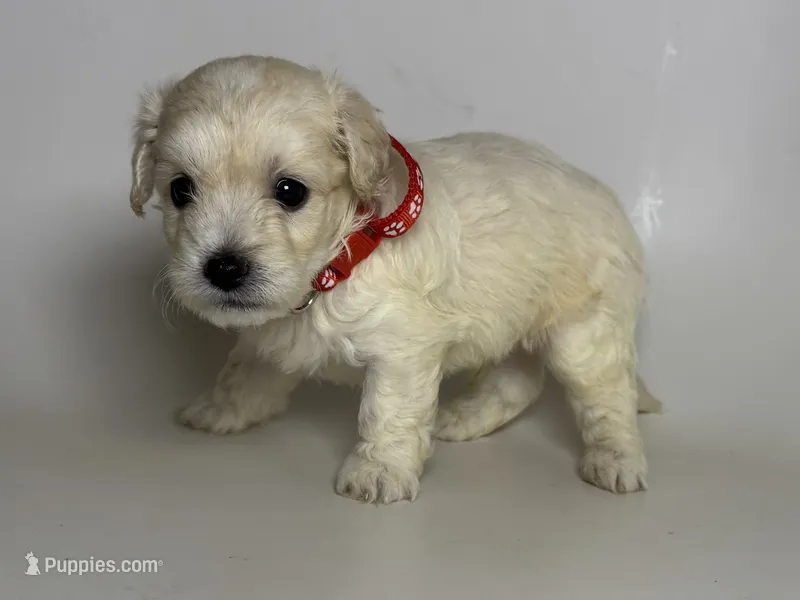 TCUP Cream Maltipoo – Maltipoo, Poodle - Toy  puppy for sale in Garden Grove, CA