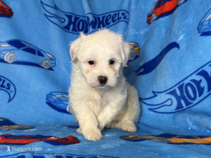 Male Puppy 🐶  – Maltipoo, Poodle - Toy  puppy for sale in Garden Grove, CA