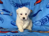 Male Puppy 🐶 , a male Maltipoo and Poodle - Toy  for sale in Garden Grove, CA – 1 of 1