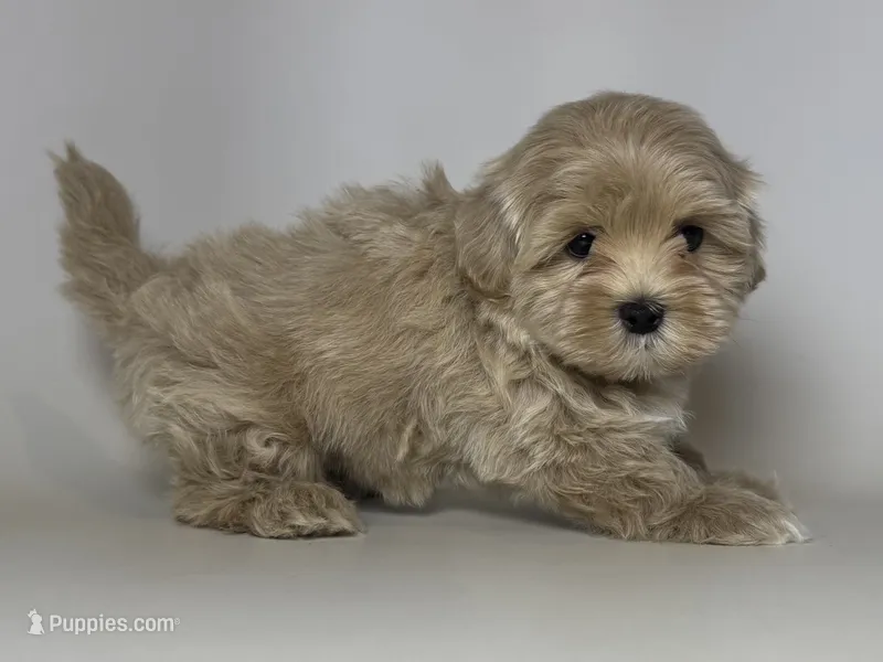 TeddyBear Puppy 🧸🤎 – Maltipoo, Poodle - Toy  puppy for sale in Garden Grove, CA