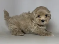 TeddyBear Puppy 🧸🤎, a male Maltipoo and Poodle - Toy  for sale in Garden Grove, CA – 1 of 1