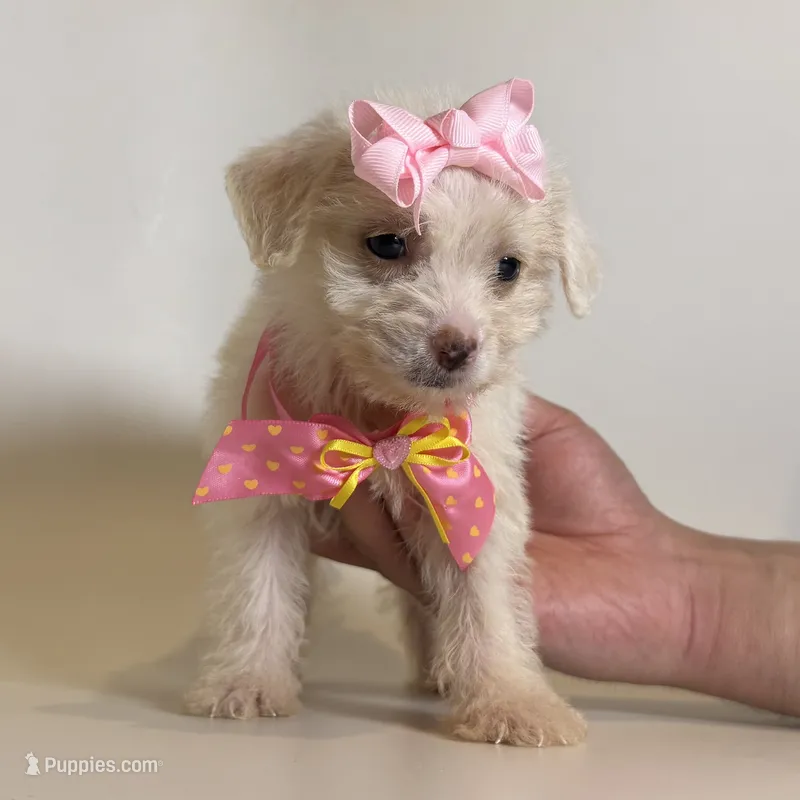 Tinie Tiny Maltipoo 💘 – Maltipoo, Poodle - Toy  puppy for sale in Garden Grove, CA