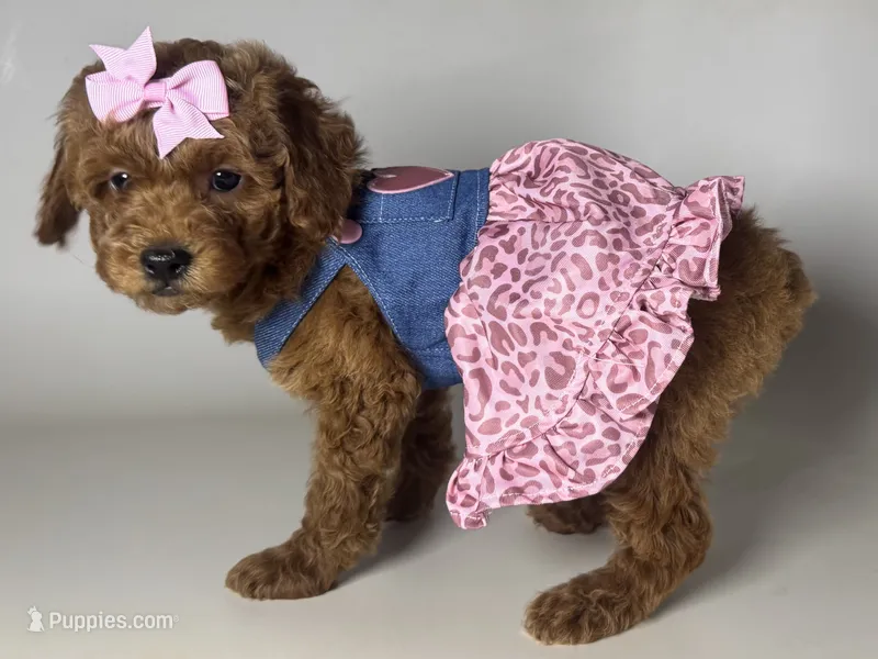 TeddyBear Red Poodle – Poodle - Toy , Poodle - Miniature  puppy for sale in Garden Grove, CA