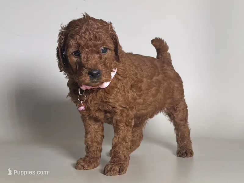 F1b Goldendoodle – Goldendoodle, Miniature Goldendoodle puppy for sale in Garden Grove, CA
