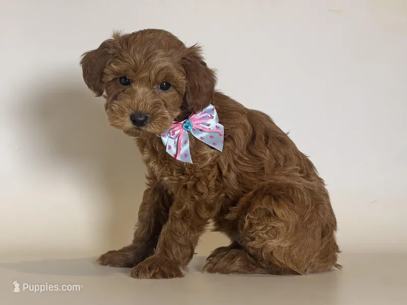 MICRO Mini Goldendoodle  – Poodle - Toy , Miniature Goldendoodle puppy for sale in Garden Grove, CA