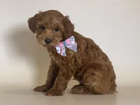 MICRO Mini Goldendoodle , a male Poodle - Toy  and Miniature Goldendoodle for sale in Garden Grove, CA – 1 of 1