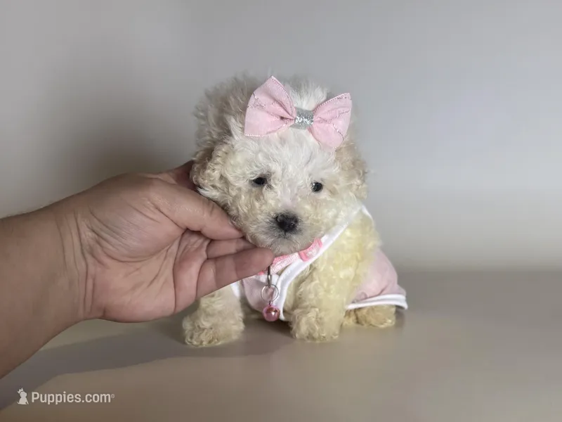 XXS T-CUP Puppy 🐶  – Maltipoo, Poodle - Toy  puppy for sale in Garden Grove, CA