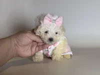 XXS T-CUP Puppy 🐶 , a female Maltipoo and Poodle - Toy  for sale in Garden Grove, CA – Photo 1 of 2