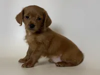 🌼 DIXIE 🌼, a male Doxiepoo and Miniature Dachshund for sale in Garden Grove, CA – 2 of 2