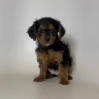 Tiny TEACUP ☕️🐶, a female Doxiepoo and Chorkie for sale in Garden Grove, CA – 1 of 1