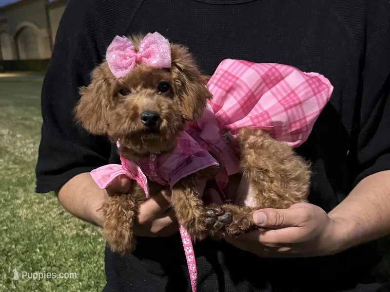 Toy Poodle Pup – Poodle - Toy , Poodle - Miniature  puppy for sale in Garden Grove, CA