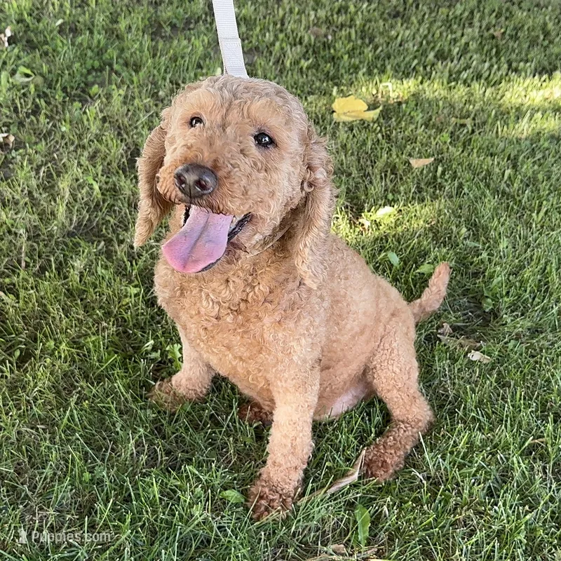 F1B Mini Goldendoodle  – Goldendoodle, Miniature Goldendoodle puppy for sale in Garden Grove, CA