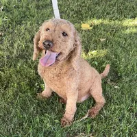 F1B Mini Goldendoodle , a female Goldendoodle and Miniature Goldendoodle for sale in Garden Grove, CA – 1 of 1