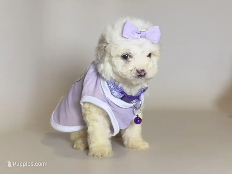 Perfect TCUP Pup – Maltipoo, Poodle - Toy  puppy for sale in Garden Grove, CA
