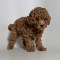 processed/868b1f59-425f-4fb7-9f88-43a4f1c7a058/listing/140094e0-e5ee-483c-b69a-4f2d342d3a13/7f07eb54-01d8-4dbd-892c-51d64495b581