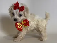 XXS Female Maltipoo , a female Maltipoo and Poodle - Toy  for sale in Garden Grove, CA – 2 of 2