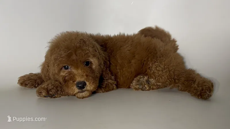 TEDDYBEAR Goldendoodle – Goldendoodle, Miniature Goldendoodle puppy for sale in Garden Grove, CA