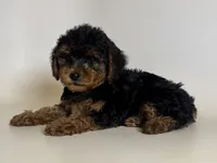 Male Yorkipoo Mix, a male Yorkipoo and Mal Shi for sale in Garden Grove, CA – 2 of 2