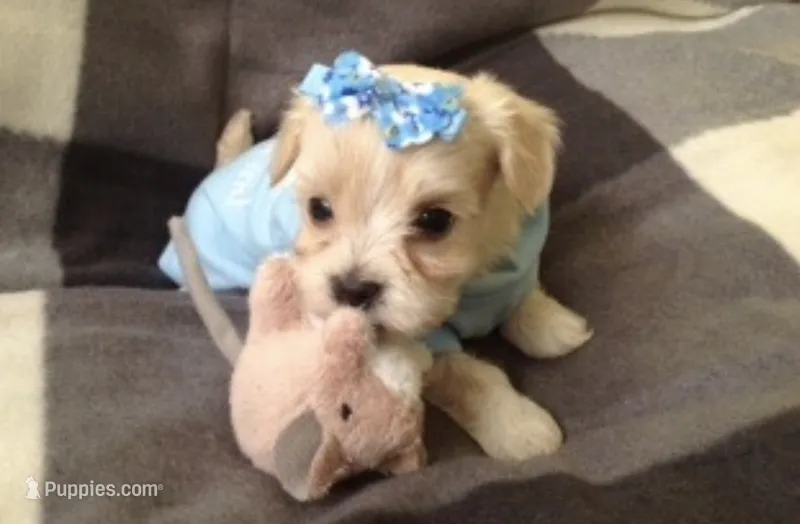 TEACUP Maltipoo Male – Maltipoo, Maltese puppy for sale in Garden Grove, CA