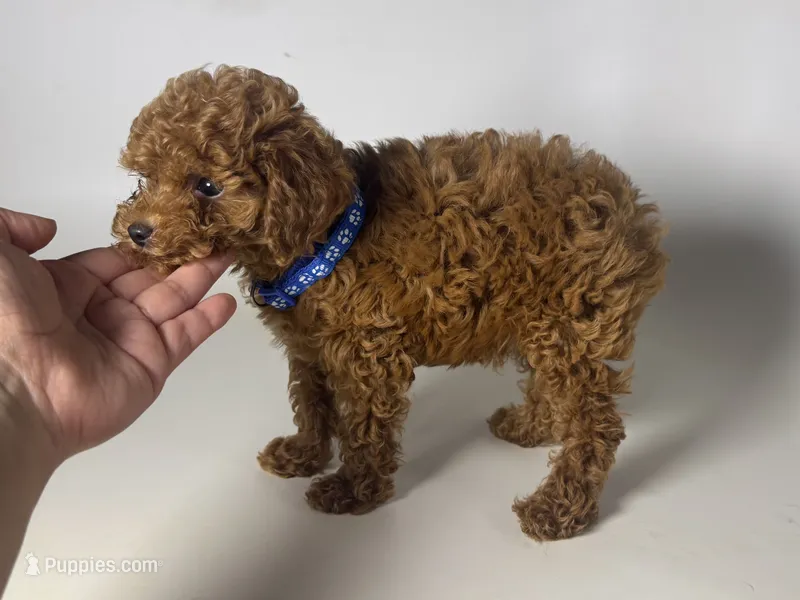 DISCOUNT Red Poodle  – Poodle - Toy , Poodle - Miniature  puppy for sale in Garden Grove, CA
