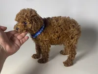DISCOUNT Red Poodle , a male Poodle - Toy  and Poodle - Miniature  for sale in Garden Grove, CA – 1 of 1