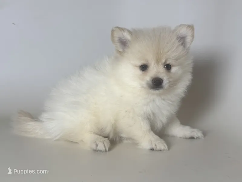 WHITE Pomeranian  – Pomeranian puppy for sale in Garden Grove, CA