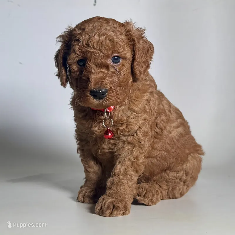 Perfect RED Goldendoodle  – Goldendoodle, Miniature Goldendoodle puppy for sale in Garden Grove, CA