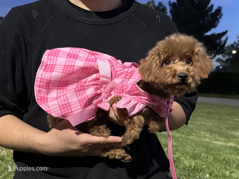 Young RED Poodle  – Poodle - Toy , Poodle - Miniature  puppy for sale in Garden Grove, CA