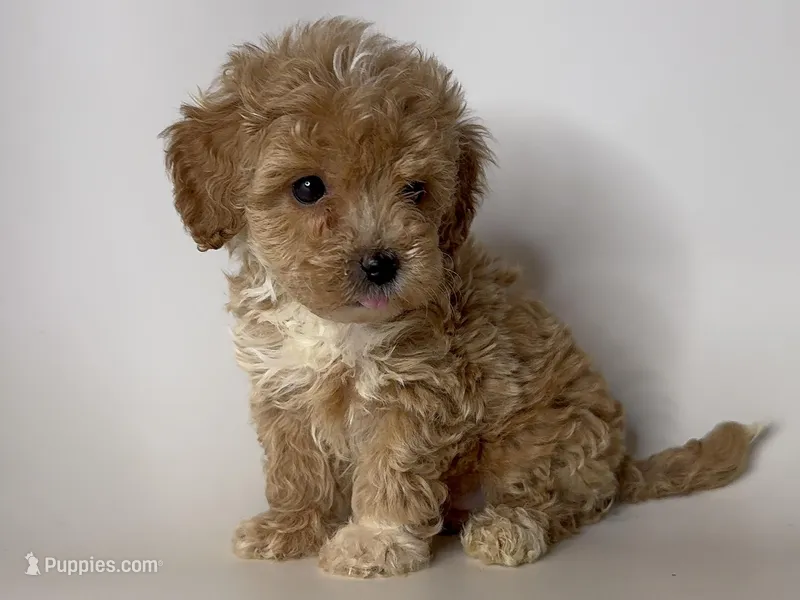 ADORABLE Maltipoo!!!  – Maltipoo, Poodle - Toy  puppy for sale in Garden Grove, CA