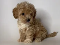 ADORABLE Maltipoo!!! , a male Maltipoo and Poodle - Toy  for sale in Garden Grove, CA – 1 of 1