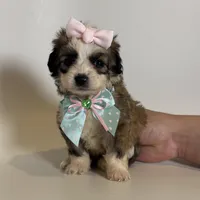 TINY Brown Maltipoo 💕, a female Maltipoo and Poodle - Toy  for sale in Garden Grove, CA – 2 of 2