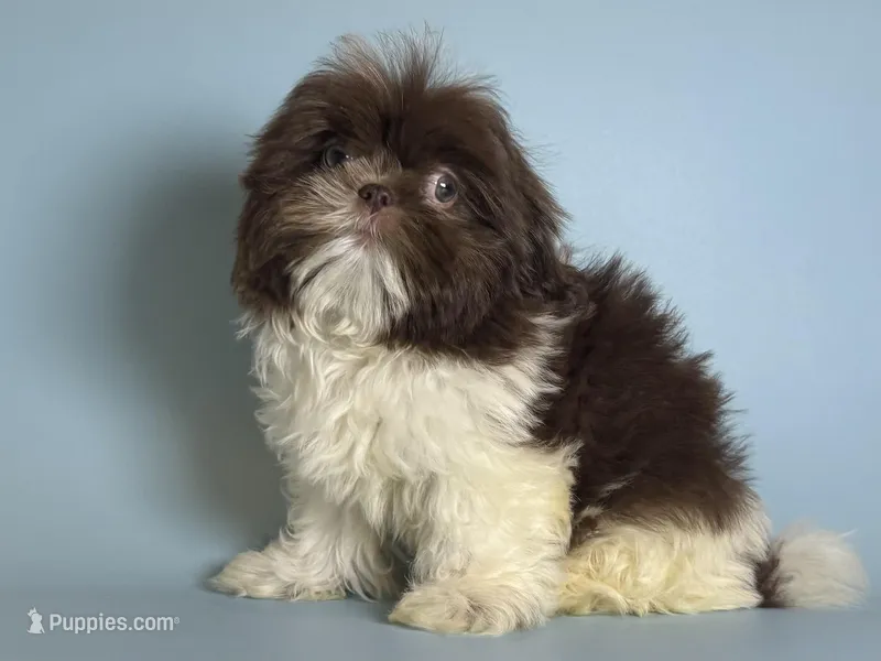 PUREBRED Shih Tzu 💙 – Shih Tzu puppy for sale in Garden Grove, CA