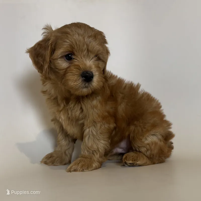 Red Apricot Puppy – Maltipoo, Poodle - Toy  puppy for sale in Garden Grove, CA