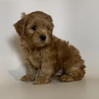 Red Apricot Puppy, a male Maltipoo and Poodle - Toy  for sale in Garden Grove, CA – 1 of 2