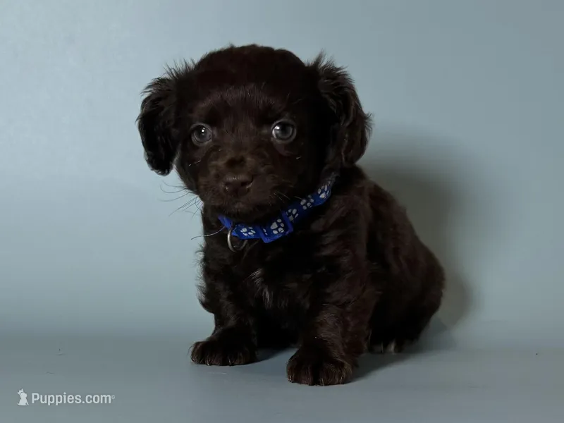 Chocolate Brown Puppy 🐶🍫, a male Maltipoo and Morkie for sale in Garden Grove, CA – 1 of 1