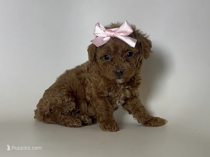 TEACUP Poodle – Poodle - Toy  puppy for sale in Garden Grove, CA