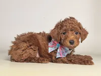  Baby RED Toy Poodle 🩵🧸, a male Poodle - Toy  and Poodle - Miniature  for sale in Garden Grove, CA – 1 of 1