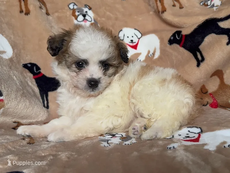 Malti-Poo/Shih-poo – Maltipoo, Shihpoo puppy for sale in Garden Grove, CA