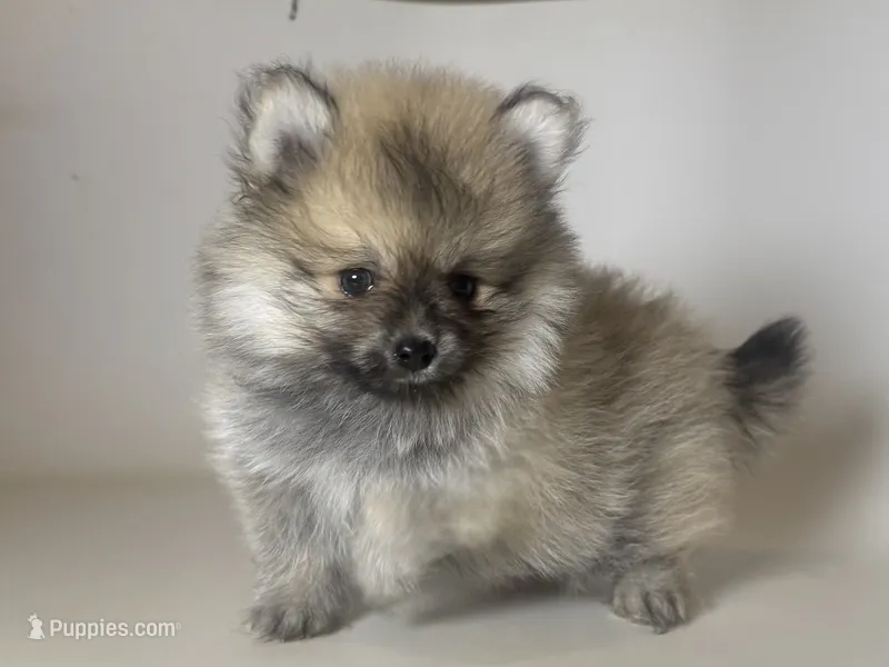 Micro TCUP – Pomeranian puppy for sale in Garden Grove, CA