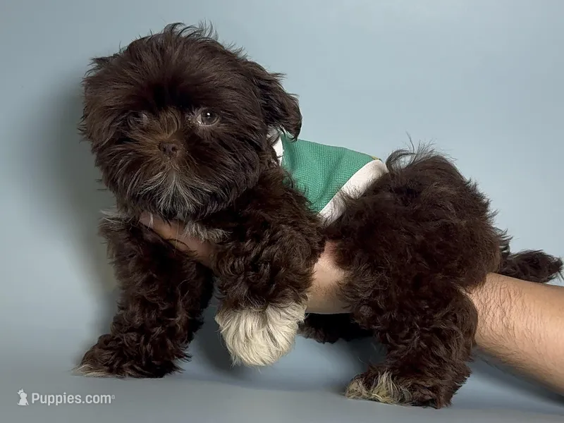 XXS Shih Tzu 💙🐶 – Shih Tzu puppy for sale in Garden Grove, CA