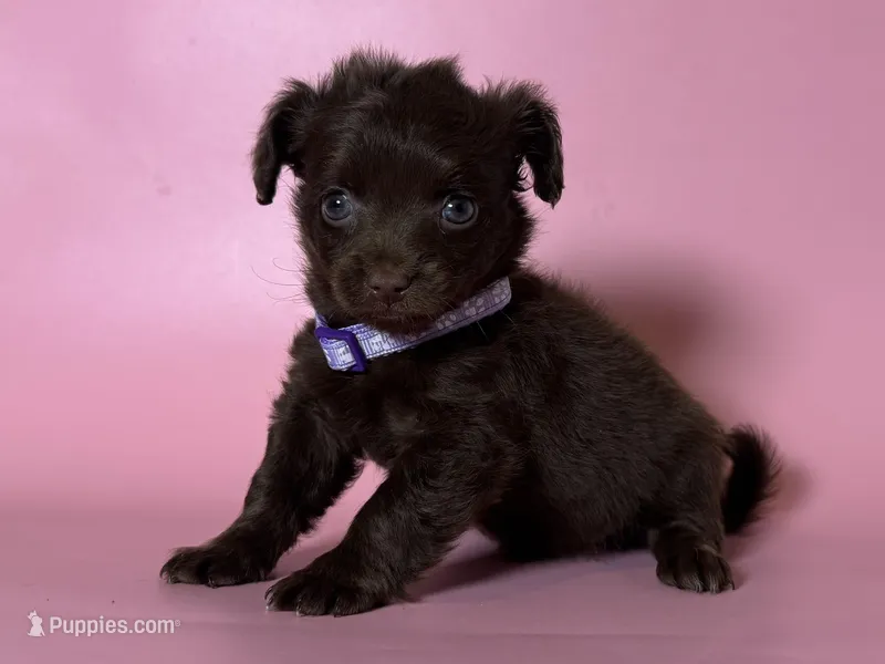 Doxie-Poo 😱🐶 – Miniature Dachshund, Malchi puppy for sale in Garden Grove, CA