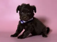 Doxie-Poo 😱🐶, a female Miniature Dachshund and Malchi for sale in Garden Grove, CA – 1 of 1