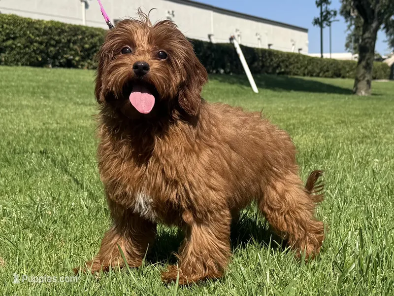 Red Doodle Puppy – Poodle - Toy , Miniature Goldendoodle puppy for sale in Garden Grove, CA
