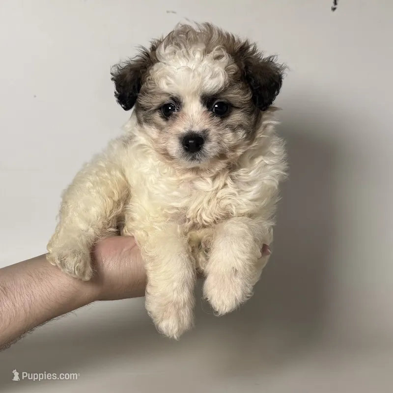 Tiny Puppy 🐶  – Maltipoo, Shihpoo puppy for sale in Garden Grove, CA