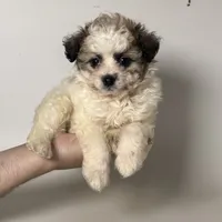 Tiny Puppy 🐶 , a male Maltipoo and Shihpoo for sale in Garden Grove, CA – 1 of 1