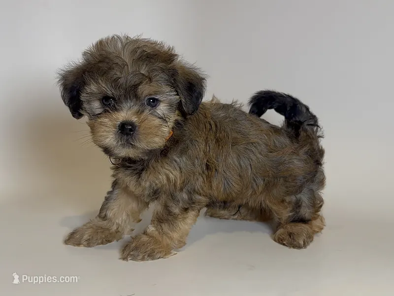 Malti-Poodle Mix Puppy – Yorkipoo, Mal Shi puppy for sale in Garden Grove, CA