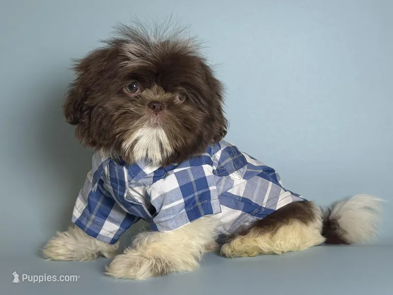 PUREBRED ShihTzu  – Shih Tzu puppy for sale in Garden Grove, CA