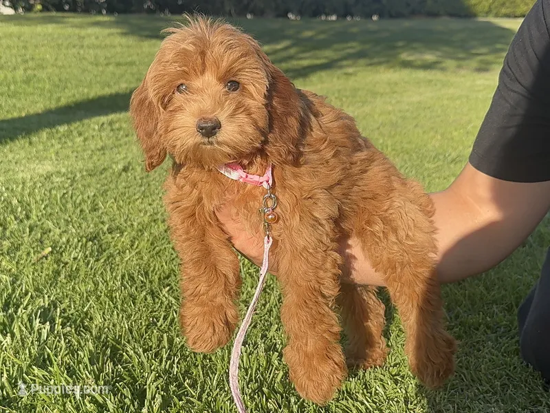  3.5 Month Mini Doodle  – Poodle - Toy , Miniature Goldendoodle puppy for sale in Garden Grove, CA
