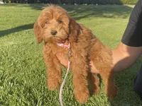  3.5 Month Mini Doodle , a female Poodle - Toy  and Miniature Goldendoodle for sale in Garden Grove, CA – 1 of 1