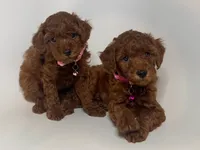 Female Red Toy Poodle , a female Poodle - Toy  for sale in Garden Grove, CA – 2 of 2